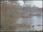 Cypress trees at Whisky River