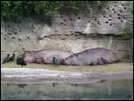 Basking hippos