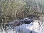 Alligator in the Everglades