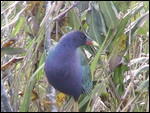 Blue bird in the Everglades