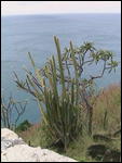 Cactus plants at Fort Rodney