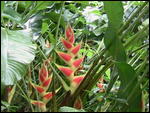 'Crabs Claw' flower