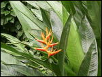 Botanic gardens flower