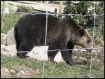 Grizzly by name