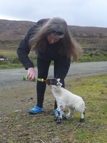 Orphan lamb - So small, so vulnerable, so cute!