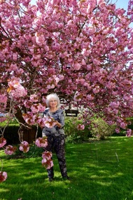  3 varieties of cherry tree grafted on old oak 