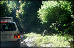Anubis Baboon - Nechisar National Park