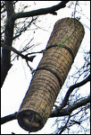 Bee Hive in Tree - Ethiopia