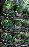 Baboon - Colobus Campsite - Mago NP
