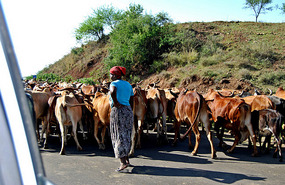 Cattle on the road - Omo Valley - Ethiopia