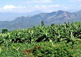 Banana Trees - Omo Valley - Ethiopia