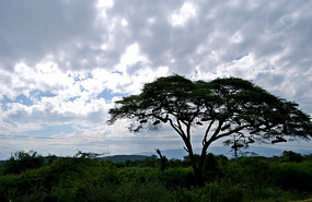 Bee Hives in Tree - Ethiopia
