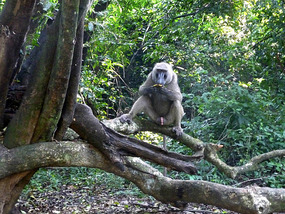 Baboon - Colobus Campsite - Mago NP