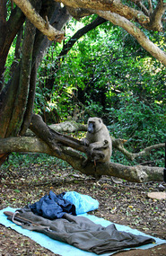 Baboon - Colobus Campsite - Mago NP