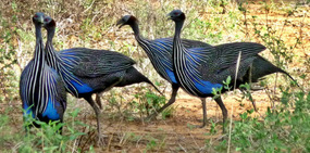 Vulturine Guinea Fowl on road to Omorate