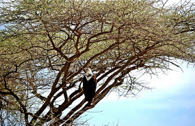 African Fish eagle ?? - Omo Valley
