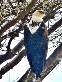 Fish eagle??  - Omo Valley