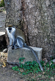 Vervet Monkey -Wondo Guest House Hotel  - Ethiopia