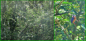 Was this the kingfisher? - Lake Ziway