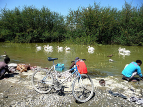 Fishermen & Great White Pelicans-Lake Ziway