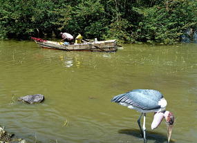 Marabou stork - Lake Ziway