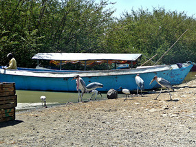 Marabou Storks - Lake Ziway