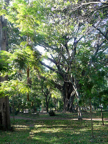 Huge tree - Wondo Guest House Hotel grounds
