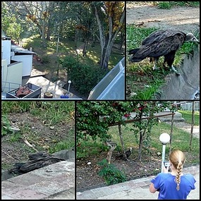 Leigh taking photos of vulture - Wondo Genet