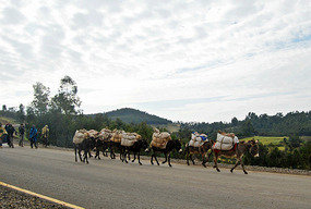 Donkeys - Lookout - Simien Mts