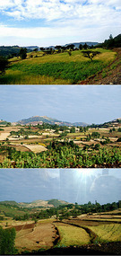 Fields - Drive to Simien Mts
