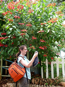 Sian taking photos of poinsettia shrubs -Dahar Dar