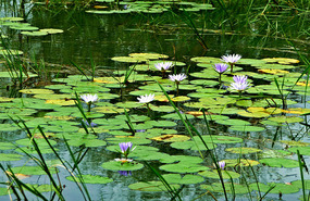 Swamps with water lilies along Lake Tana shore