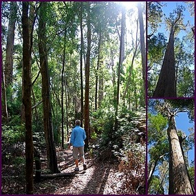 Doreen on Halls Falls Walk