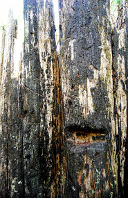 Tree with cut - Halls Falls Walk