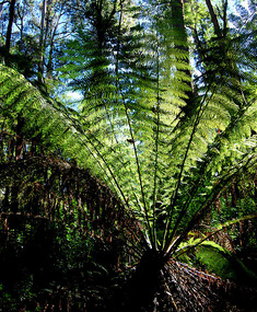 Cycad - Halls Falls Walk