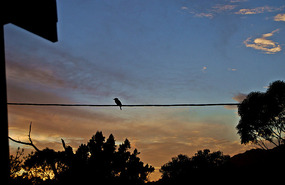 Kookaburra at dawn - Coles Bay - Freycinet NP