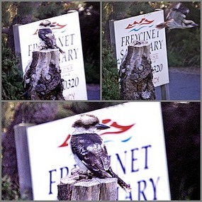 Laughing Kookaburra - Coles Bay - Freycinet NP