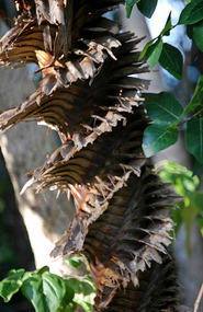 Palm - Eden at Fogg Dam - Northern Territory
