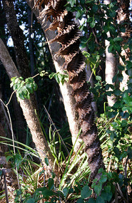 Palm - Eden at Fogg Dam - Northern Territory
