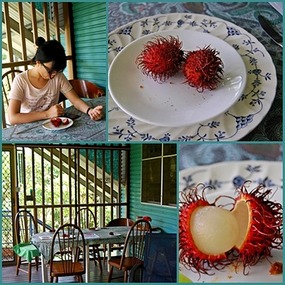 Jenny, Rambutan at Breakfast - Eden at Fogg Dam 