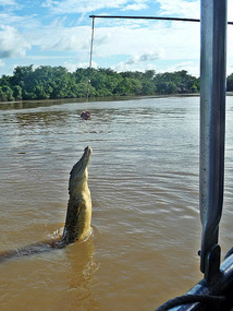 Jumping Crocodile Cruise