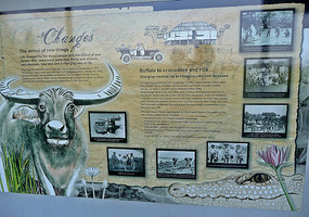 History of Humpty Doo Rice Project