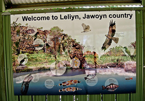 Leliyn - Edith Falls