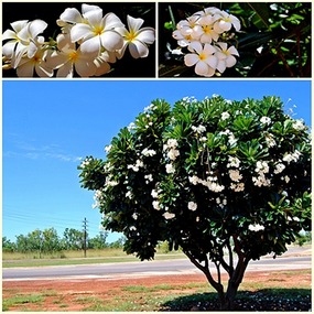 GYRACC - Frangipani maybe - Katherine