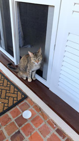 Lucy - Cotton Bay Village Resort Cat