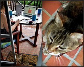 Lucy - Cotton Bay Village Resort Cat