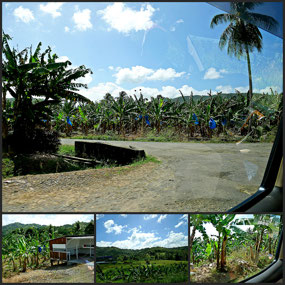 Banana Plantations - St Lucia