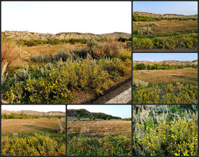 Walk around Cottonwood Campground - TRNP ND