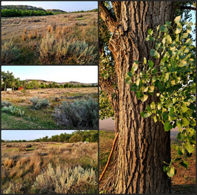 Walk around Cottonwood Campground - TRNP ND