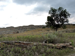 Little Mo Nature Trail  TRNP - North Unit